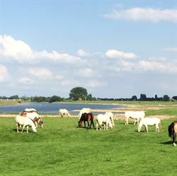 Manege "De Fruithof", Heteren openingstijden