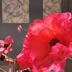 Bloemenpotpourri, Haulerwijk openingstijden