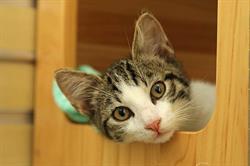 Dierenopvang Noordbroek 't, Almelo openingstijden