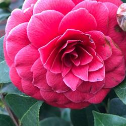 Van Horne tuin, Someren openingstijden