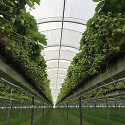 Aardbeienkwekerij van Aert b.v., Zundert openingstijden