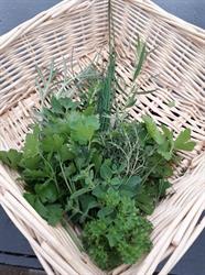 Gerrits- Plantenkwekerij, Zuidoostbeemster openingstijden