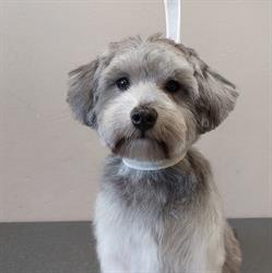 Beau Chien Trimsalon Le, Almelo openingstijden