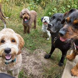 Hondenuitlaatservice Rataplan, Rotterdam openingstijden