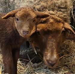 Kinderboerderij de Boezemvriend, Oud-Beijerland openingstijden