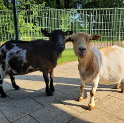 Kinderboerderij de Boezemvriend, Oud-Beijerland openingstijden
