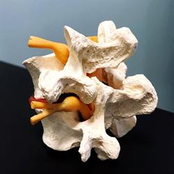 Centrum Voor Chiropractie, Amsterdam openingstijden