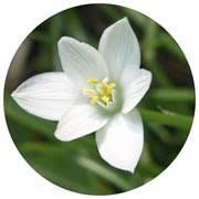 Star Remedies Bv, Badhoevedorp openingstijden