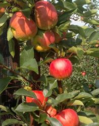 Fruitteeltbedrijf Stappers, Baarlo openingstijden