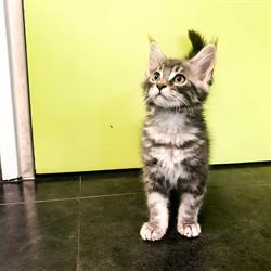 Gezelschapsdierenkliniek, Roosendaal openingstijden