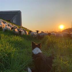 Oosthoek Loonbedrijf m a, Berkel en Rodenrijs openingstijden