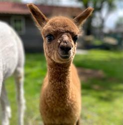 Kinderboerderij Dierendorp, Heemskerk openingstijden