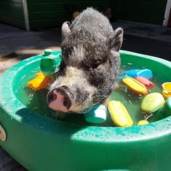 Kinderboerderij De Werf, Amsterdam openingstijden