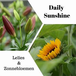 Daily Sunshine, Heerhugowaard openingstijden