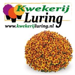 Luring a, Onstwedde openingstijden