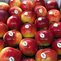 Elshof Organic Fruit B.V., Dronten openingstijden