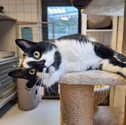 Kerbert Dierentehuis Dierenbescherming, IJmuiden openingstijden