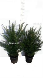Taxus kwekerij van Heeswijk/ Taxus.nl, Schijndel openingstijden