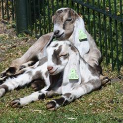 Kinderboerderij Uden Stichting, openingstijden