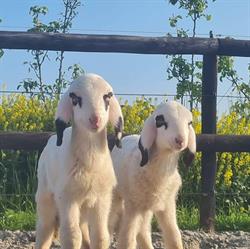 Stichting Kinderboerderij Beestenbult, Hoogeveen openingstijden