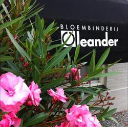 Bloembinderij Oleander, Berkel-Enschot openingstijden