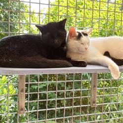 Kattenhotel "De Sfinx", Biest-Houtakker openingstijden