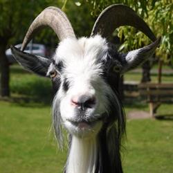Dierenduintje Kinderboerderij Stichting 't, Castricum openingstijden
