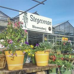 Stegerman Bloemisterij, Nieuwleusen openingstijden