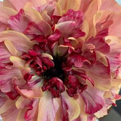 MC Bloom, Amsterdam openingstijden