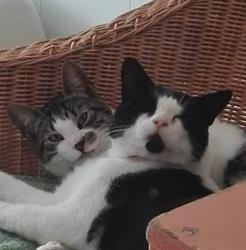 Stichting De Kattenmand, Nieuw-Lekkerland openingstijden