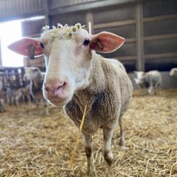 Breel Schapenhouderij, Veere openingstijden