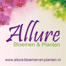 Allure Bloemen & Planten, Breda openingstijden