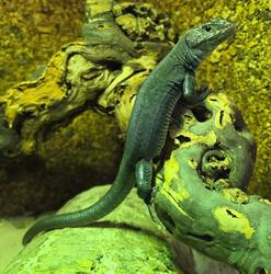 Animal Attraction, Amsterdam openingstijden