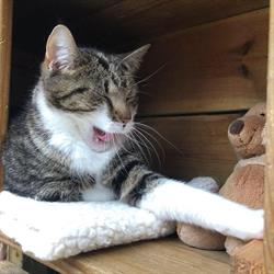 Betty's Kattenhotel, Zaandam openingstijden