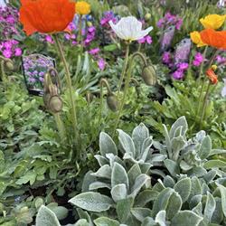 Planten en bloemenhandel Beijers en Kerstboom Eijsden, openingstijden
