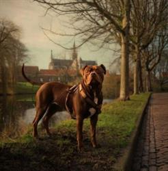 Dierenspeciaalzaak "De Edelzanger", Goes openingstijden