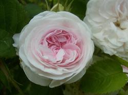 De Meesterbloem, Varsselder openingstijden
