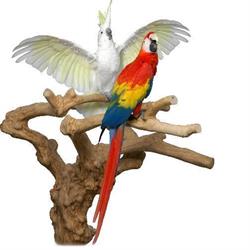 Dierenspeciaalzaak 'De Parasol', Vlodrop openingstijden