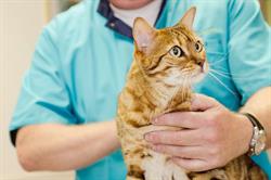 Dierenkliniek Hees, Nijmegen openingstijden