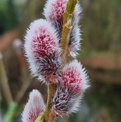 Plantentuin Esveld, Boskoop openingstijden