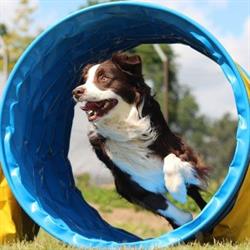 Alphense Honden Club, Alphen aan den Rijn openingstijden