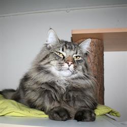 Kattenpension Poekie Haarlem, openingstijden