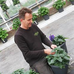 Kwekerij Vechtwijck, Weesp openingstijden