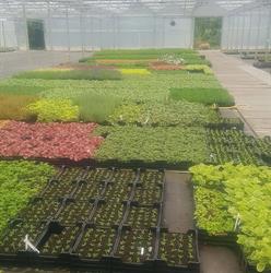 Linders Kwekerijen Bv, Ell openingstijden