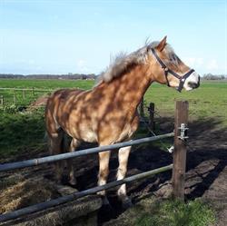 Drift 12 Camping Paardencentrum, Dwingeloo openingstijden