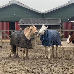 Meers Paarden Centrum, Nieuw-Vennep openingstijden