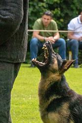 Duitse Herder Kennel Poerrumshof Vh, Lievelde openingstijden