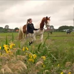 Reuring op Stal, Castricum openingstijden