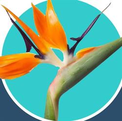 Rozemarijn Bloemenshop, Leiden openingstijden