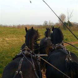 Groot Prooyen Stal Manege, Middelburg openingstijden